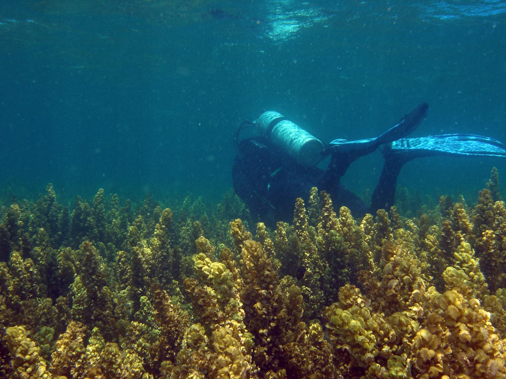 Weed and diver inshore Great Barrier Reef © ARC Centre of Excellence Coral Reef Studies http://www.coralcoe.org.au/